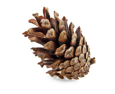 beyaz üzerine tek koni