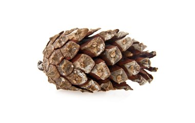 beyaz üzerine tek koni