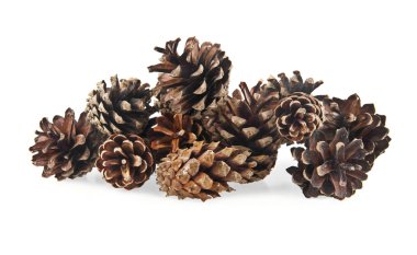 beyaz üzerine kuru koniler