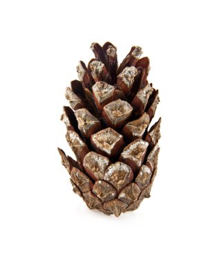 beyaz üzerine tek koni