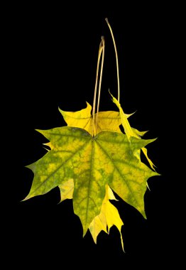 Sarı akçaağaç yaprakları