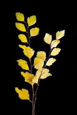 Siyah üstüne sarı yapraklar