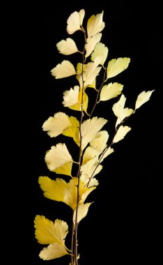 Siyah üstüne sarı yapraklar