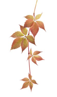 asma sonbahar yaprakları beyaz