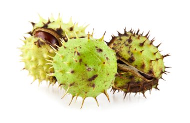 beyaz üzerine kuru kestane