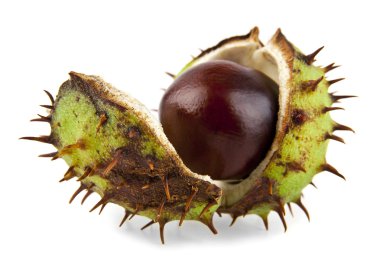 beyaz üzerine bütün kestane