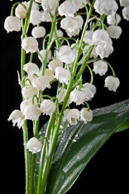 siyah vadideki zambak