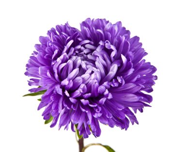 Tek mor papatya çiçek