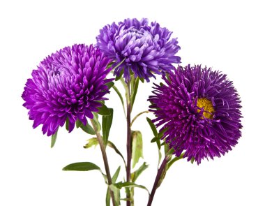 mor papatya çiçekleri