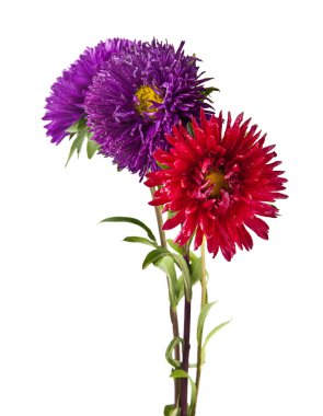 Bir buket kasımpatı çiçeği