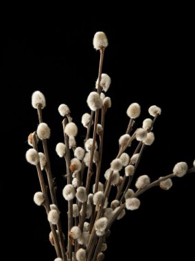 Söğüt dalları siyah