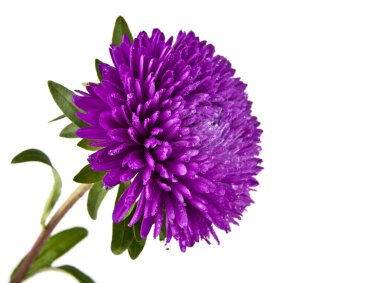 Tek mor papatya çiçek