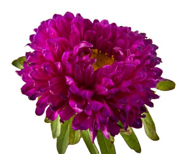 Tek mor papatya çiçek