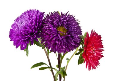 Bir buket kasımpatı çiçeği