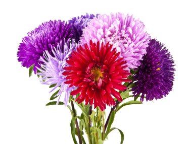 Bir buket kasımpatı çiçeği