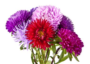 Bir buket kasımpatı çiçeği