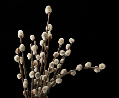 Söğüt dalları siyah