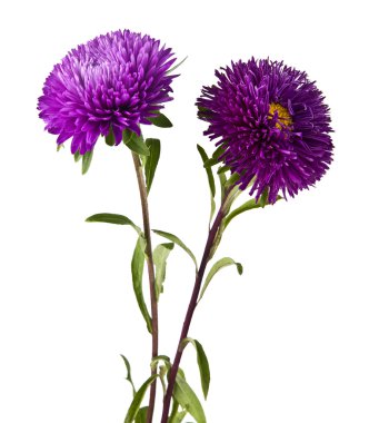 Bir buket kasımpatı çiçeği