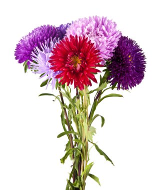 Bir buket kasımpatı çiçeği