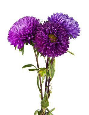 mor papatya çiçekleri