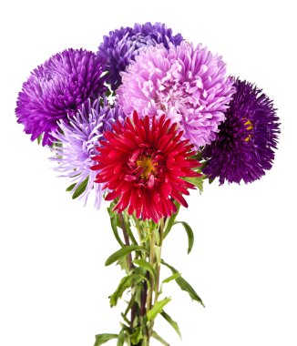 Bir buket kasımpatı çiçeği