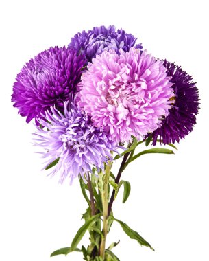 mor papatya çiçekleri