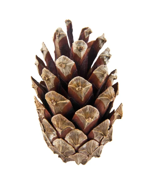 Single cone on white — Stock Photo, Image