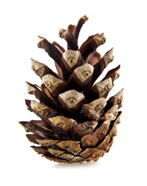 Single cone on white — Stock Photo, Image