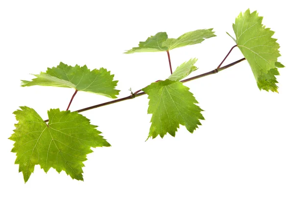 화이트에 포도 나무의 잎 — 스톡 사진
