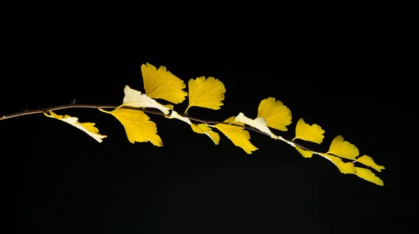 Желтые листья на черном — стоковое фото