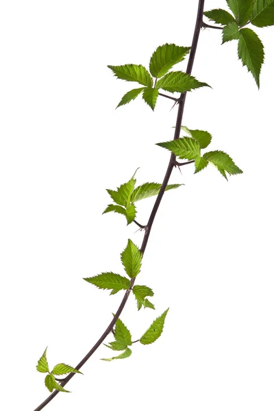 Blätter der Brombeere auf weiß — Stockfoto