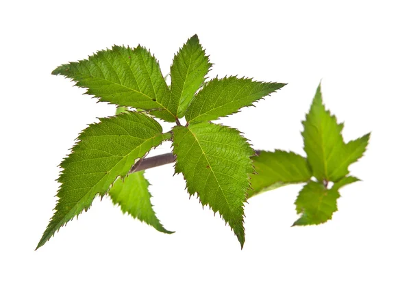 Leaves of blackberry on white — Stock Photo, Image