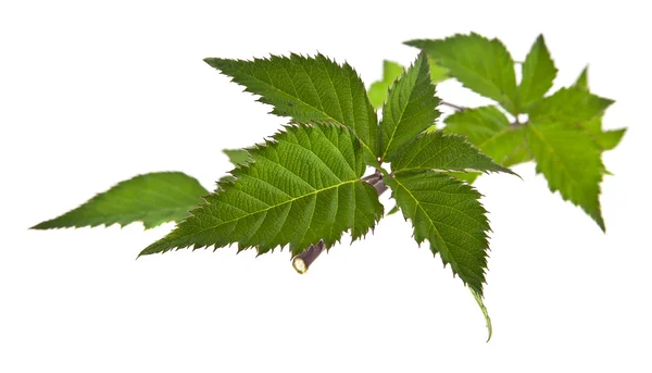 Leaves of blackberry on white — Stock Photo, Image