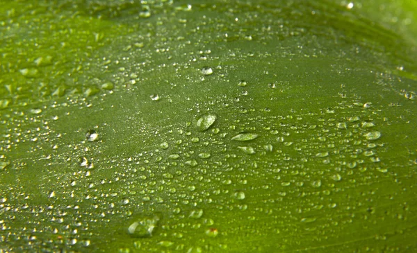 グリーン上の水の滴 — ストック写真