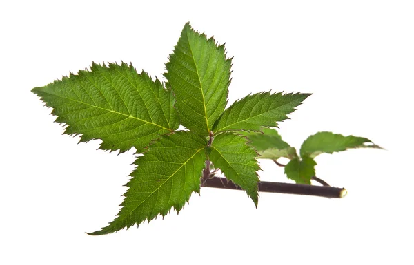 Groene bladeren van wijnstokken — Stockfoto