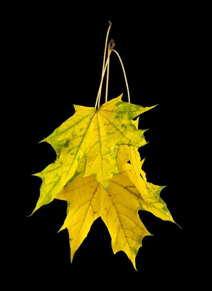 Gula lönn-blad — Stockfoto