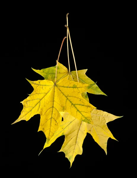 Yellow maple-leaves — Stock Photo, Image