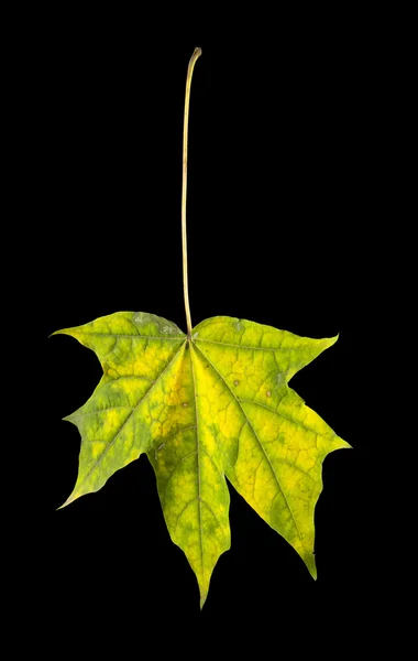 Autumn maple-leaf — Stockfoto