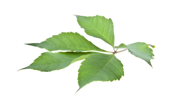 Green  leaf of vine on white — Stock Photo, Image