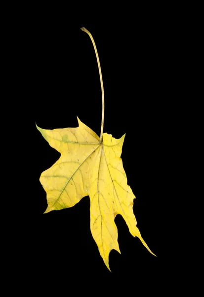가 단풍 잎 — 스톡 사진
