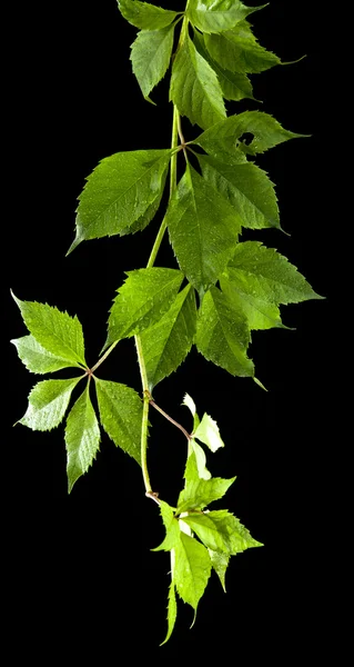 Leaves of vine on black — Stock Photo, Image