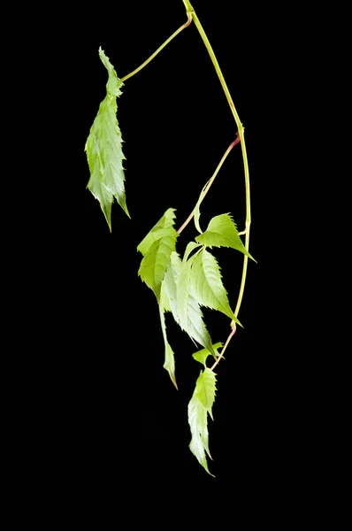 Feuilles de vigne sur noir — Photo