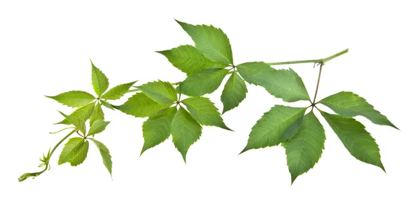 Yeşil asma yaprakları — Stok fotoğraf