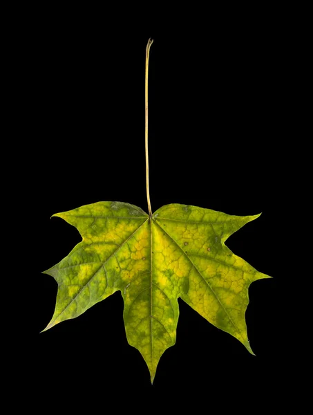 Folha de bordo de outono — Fotografia de Stock