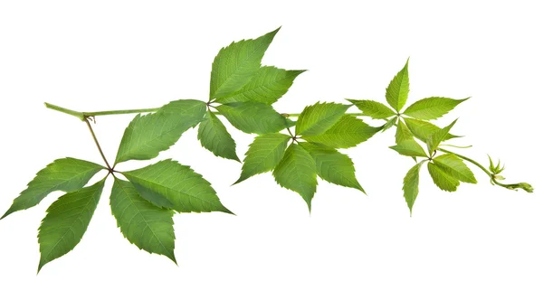 Yeşil asma yaprakları — Stok fotoğraf