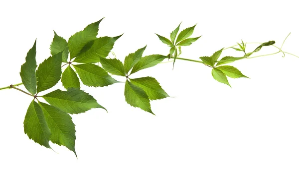 Green leaves of vine — Stock Photo, Image