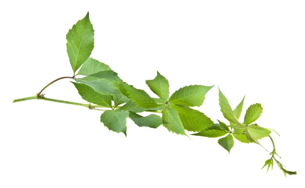 Grüne Blätter der Weinrebe — Stockfoto