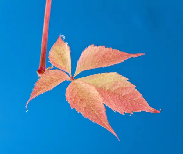 Rode blad van wijnstokken op blauw — Stockfoto