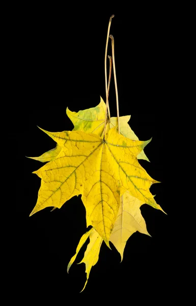 Yellow maple-leaves — Stock Photo, Image