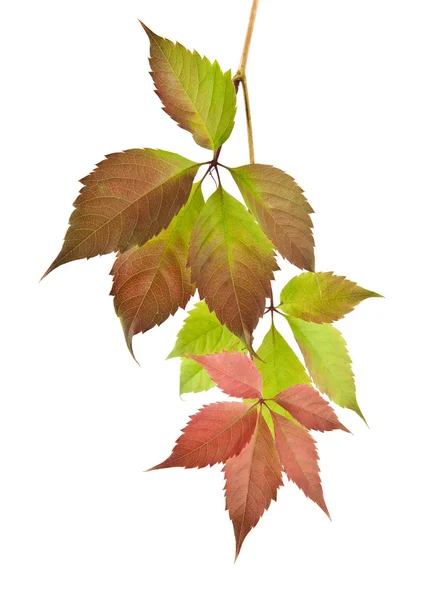 Autumn leaves of vine on white — Stock Photo, Image